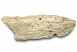 Dinosaur (Triceratops) Frill Shield Section - Montana #323030-1